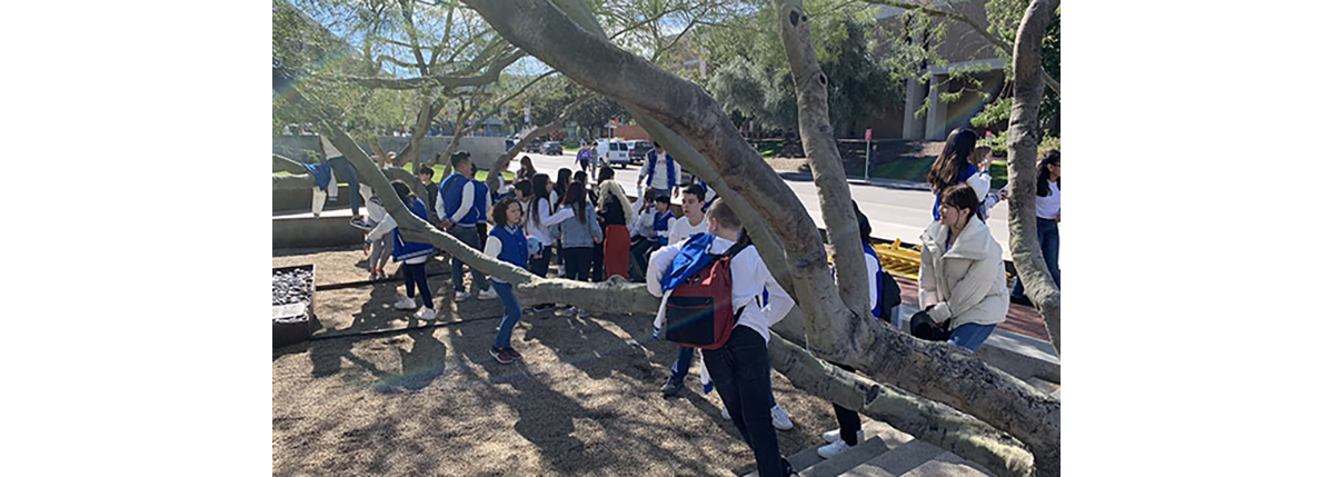 Students on the tree on the UofA Campus
